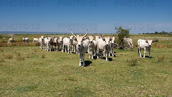 Herd of cattle