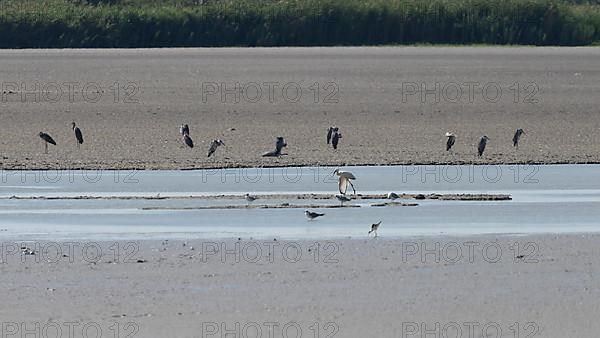 Birds at the very dry Zicksee