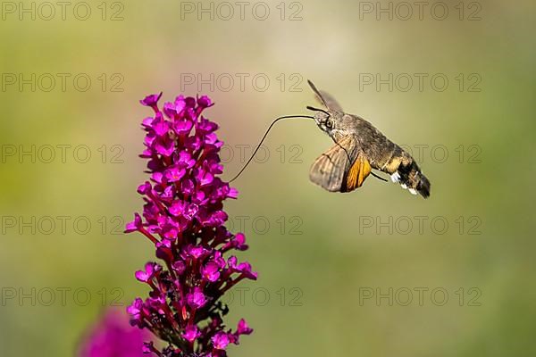 Hummingbird hawk-moth