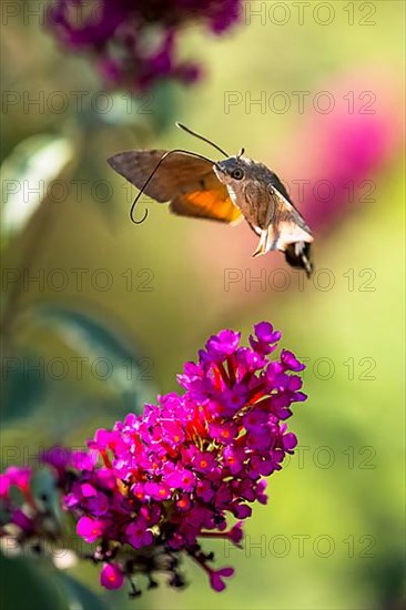 Hummingbird hawk-moth