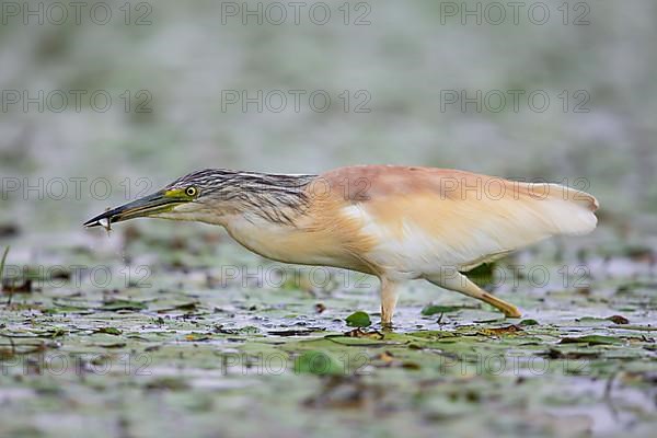 Squacco Heron