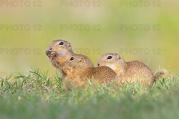 European ground squirrel