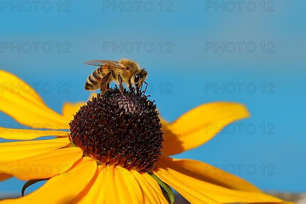 European honey bee