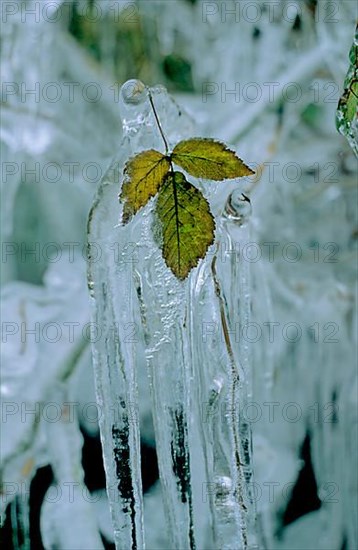 Blackberry leaf frozen with ice