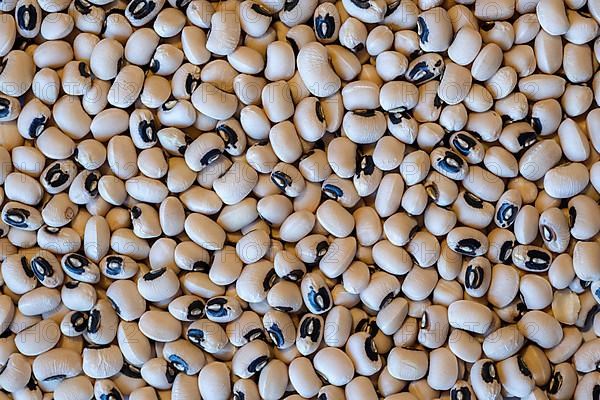 Dried black eyed beans as background