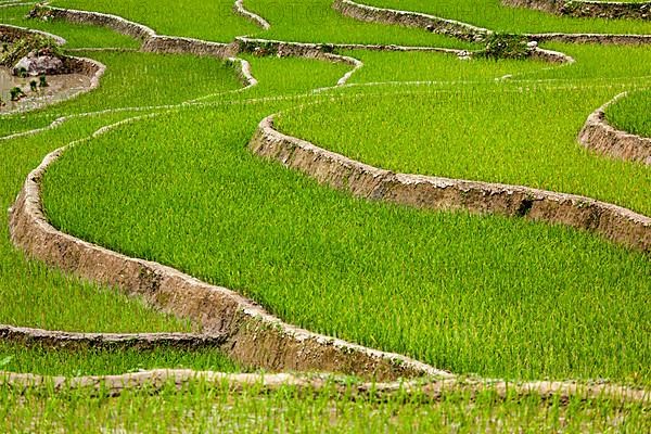 Rice field terraces