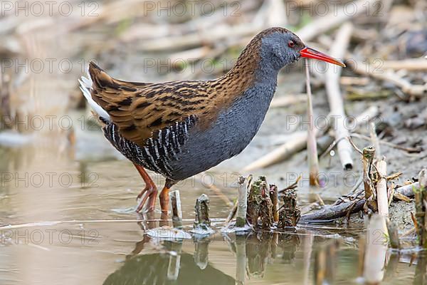 Water Rail