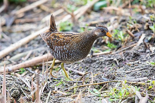 Spotted Crake