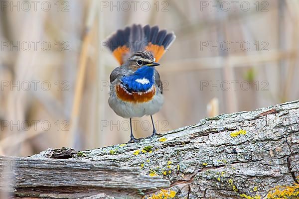 White-spotted bluethroat