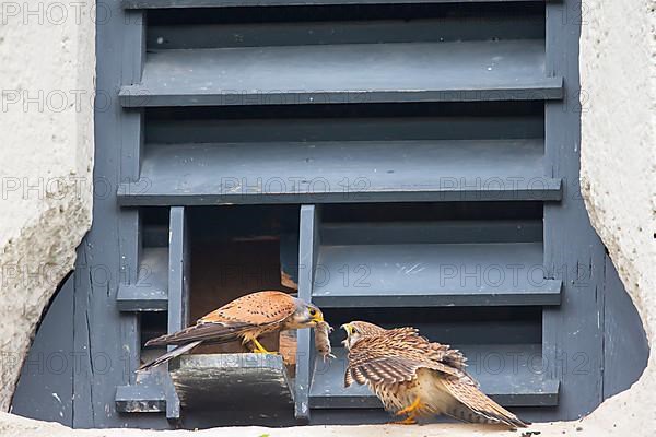 Common kestrel