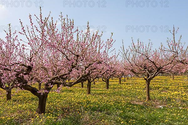 Flowering peach plantation