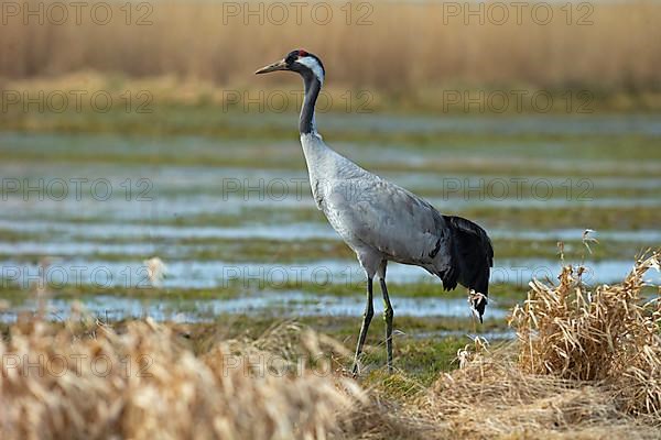 Common crane