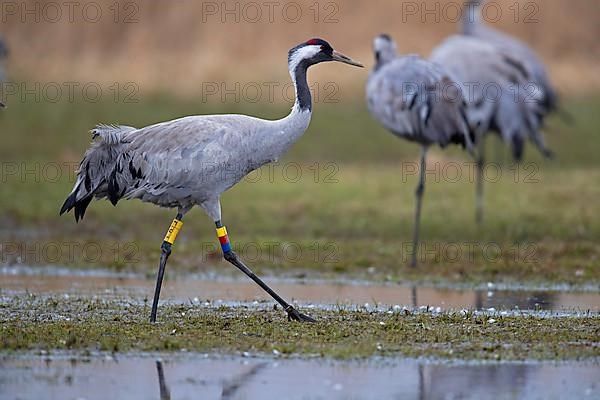 Common crane