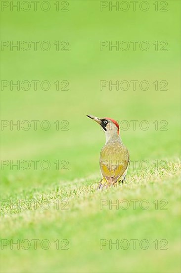 European green woodpecker