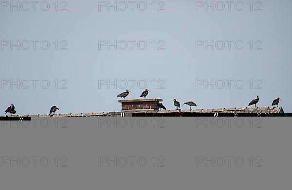 Rare northern bald ibis