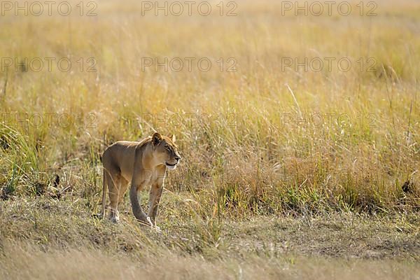 Lioness