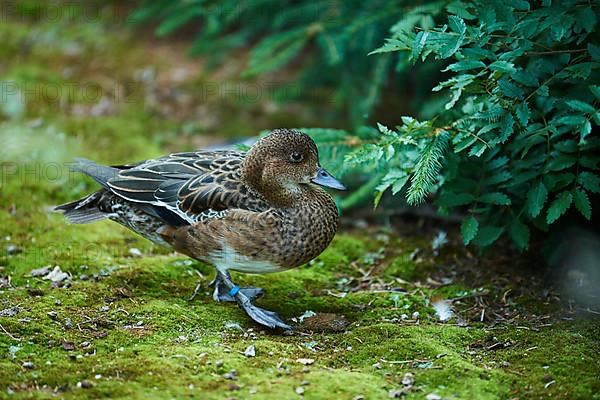 European wigeon female