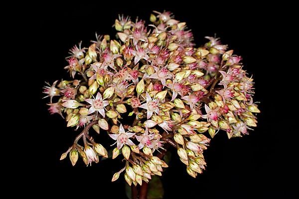 Showy stonecrop