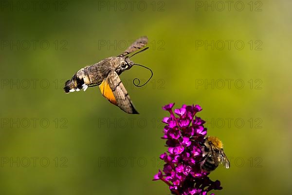 Hummingbird hawk-moth