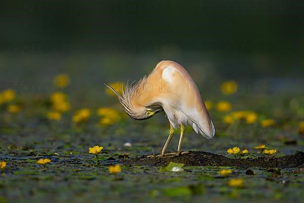 Squacco Heron