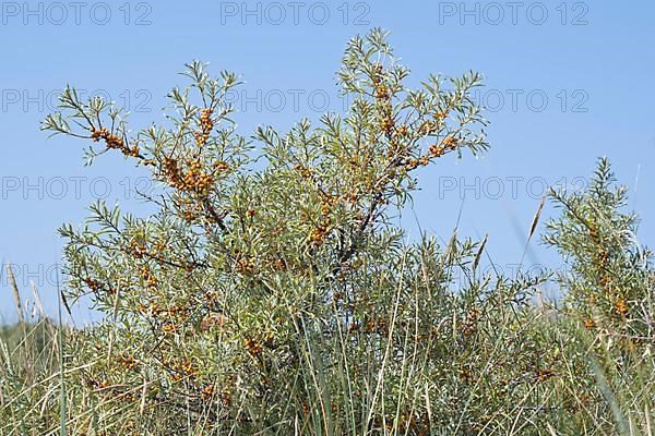 Common sea-buckthorn