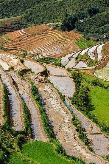 Rice field terraces