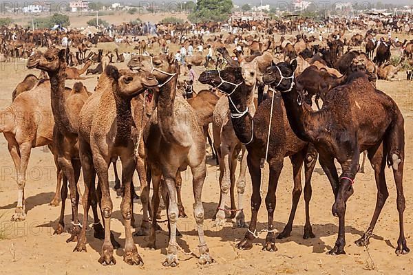 Camels at Pushkar Mela