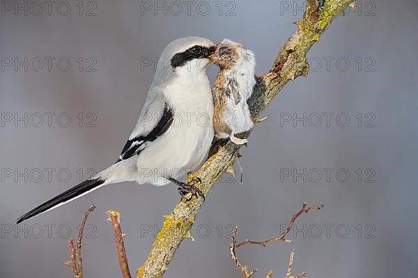 Great Grey Shrike