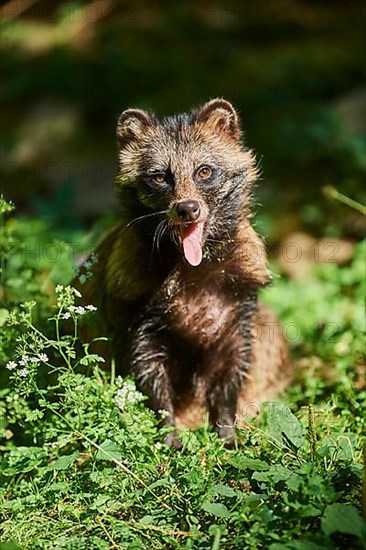 Common raccoon dog