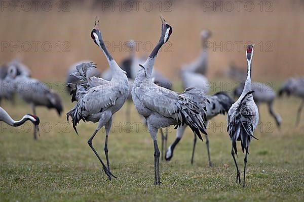 Common crane