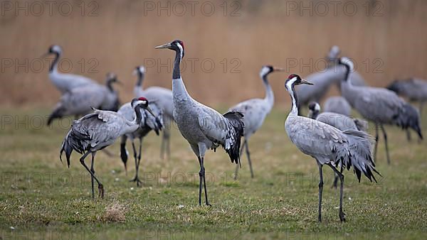 Common crane