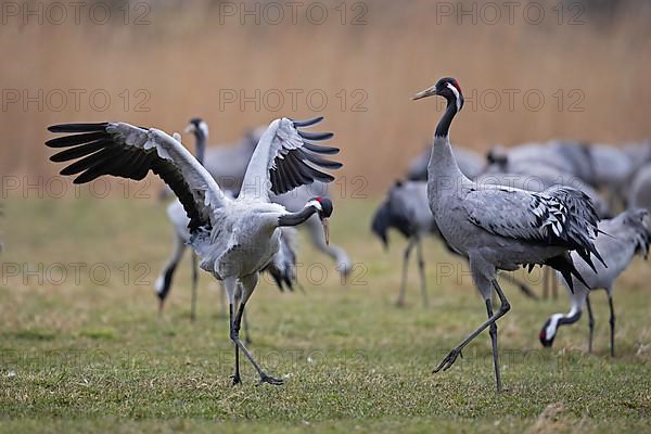 Common crane