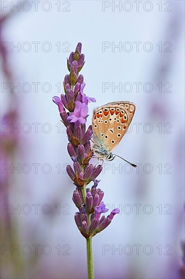 European common blue