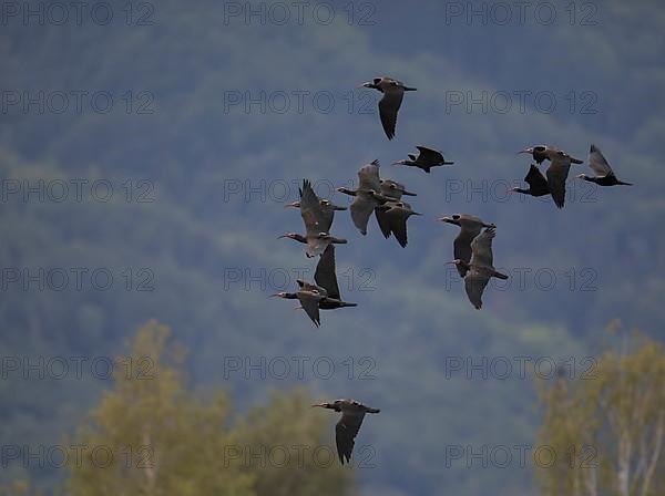 A flock of Steller's Northern Bald Ibis