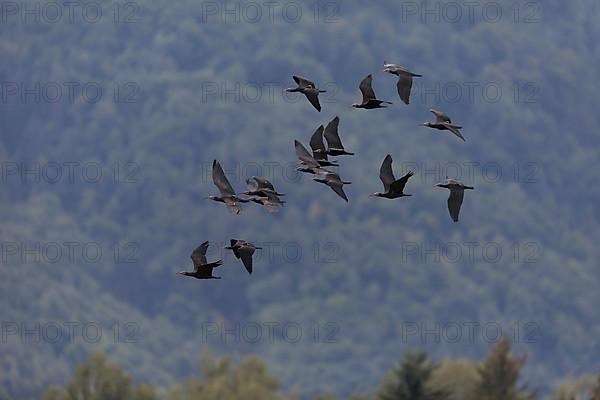 A flock of Steller's Northern Bald Ibis