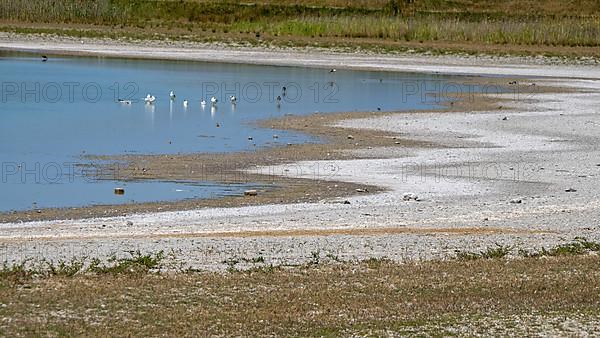 Heavily dried out Darscho or Warmsee