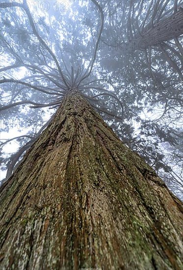 Redwood trees in the mist. Hirsau