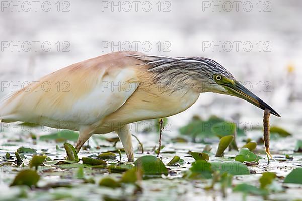 Squacco Heron