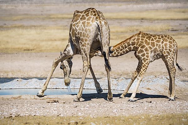 Angolan giraffes