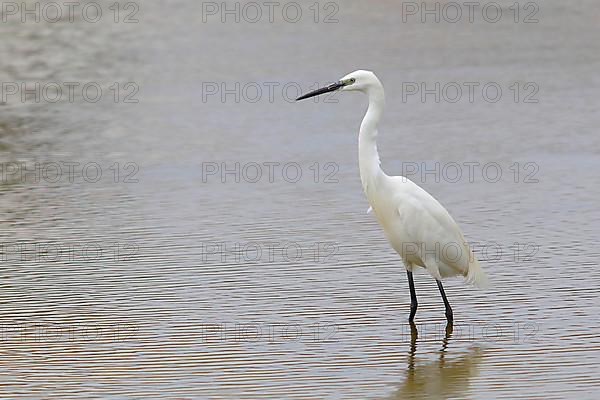 Little Egret