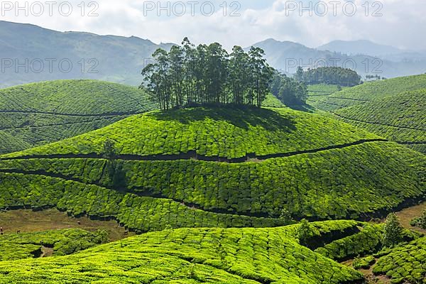 Tea plantations. Munnar