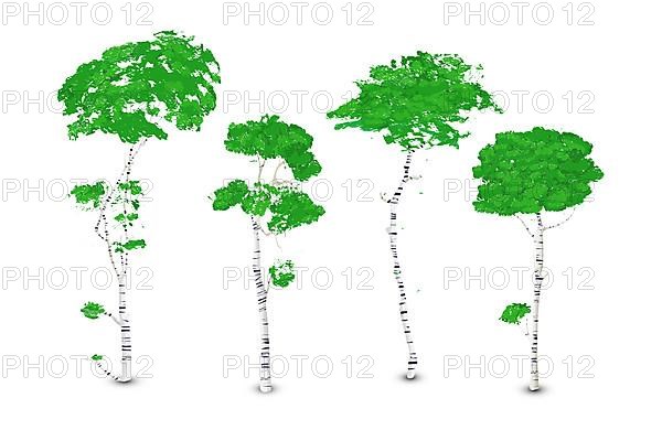 Birch trees set
