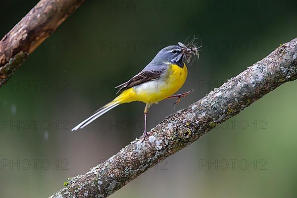 Grey Wagtail