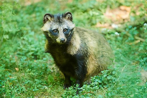 Common raccoon dog