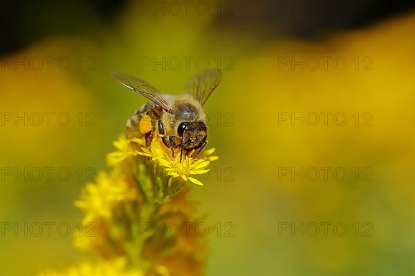 European honey bee