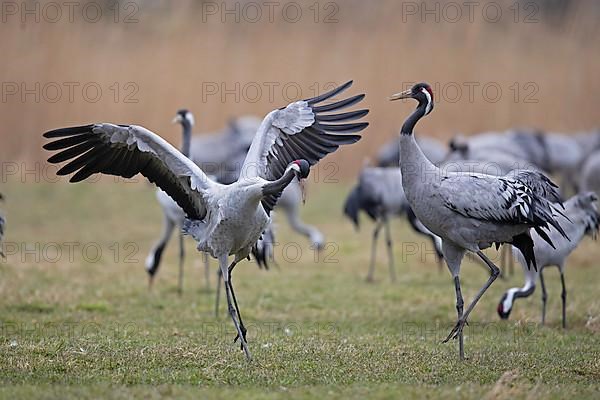 Common crane