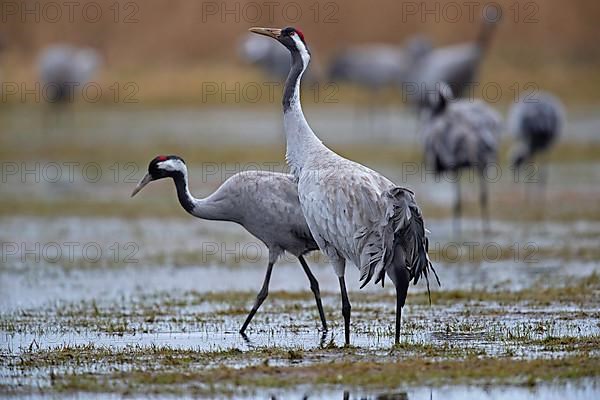 Common crane