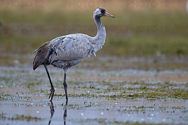 Common crane