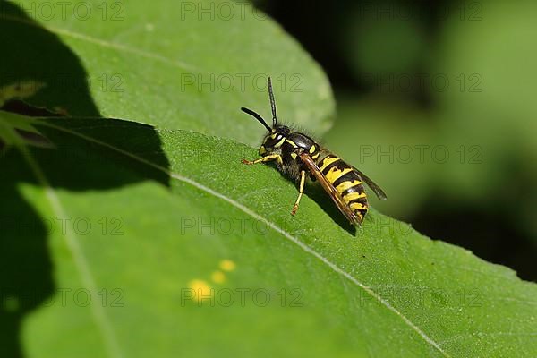 Common wasp