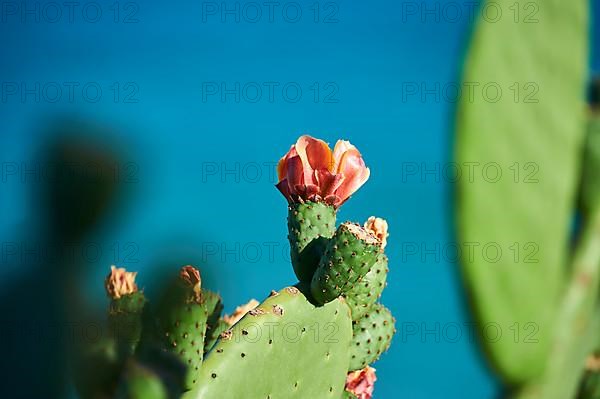 Indian fig opuntia